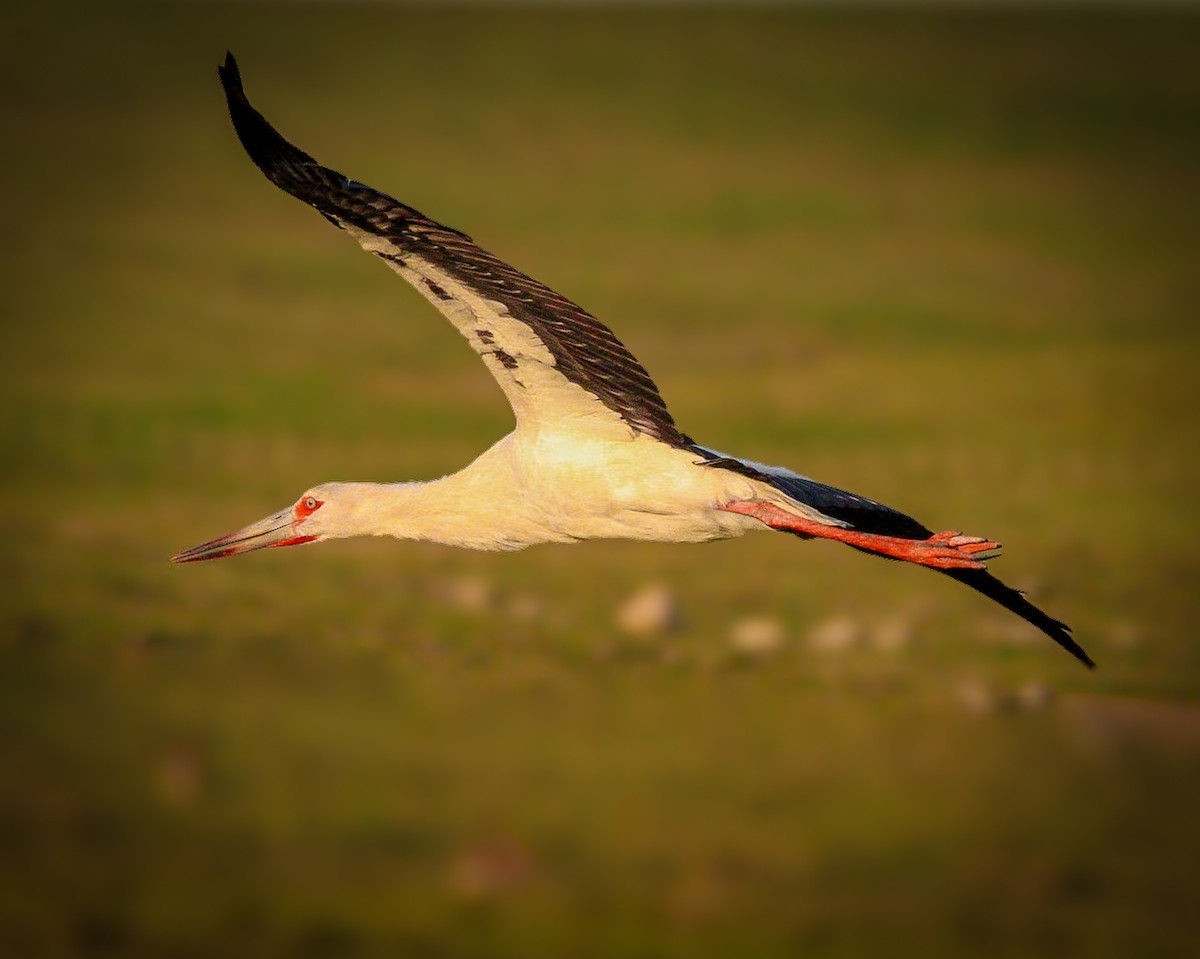 Maguari Stork - ML642803531