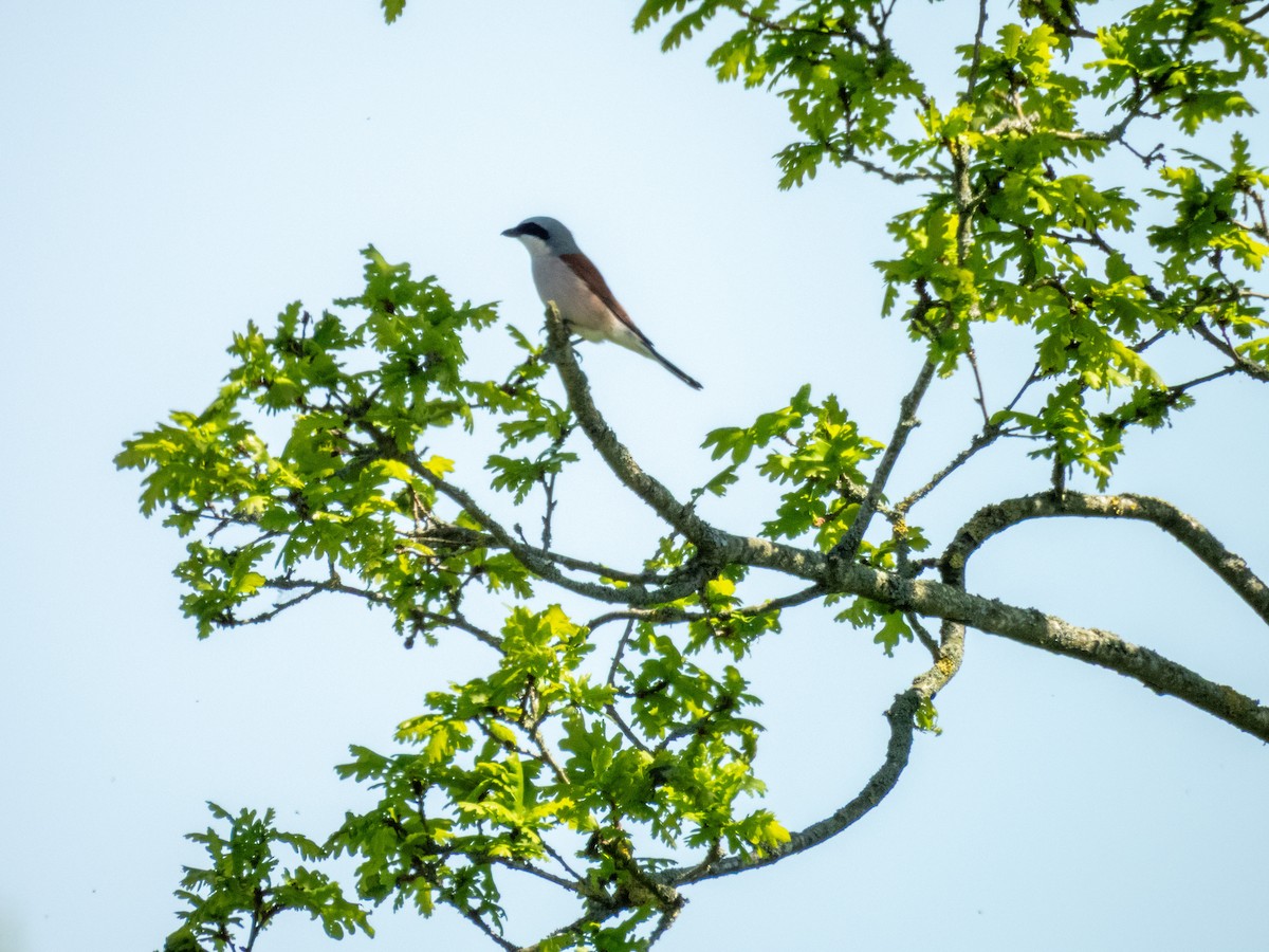 Red-backed Shrike - ML642803533
