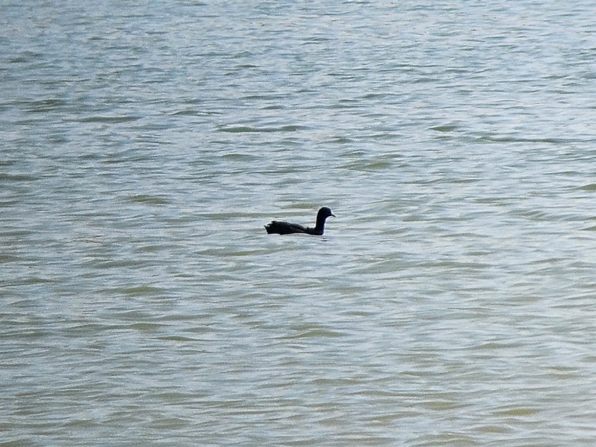 Eurasian Coot - ML642803536