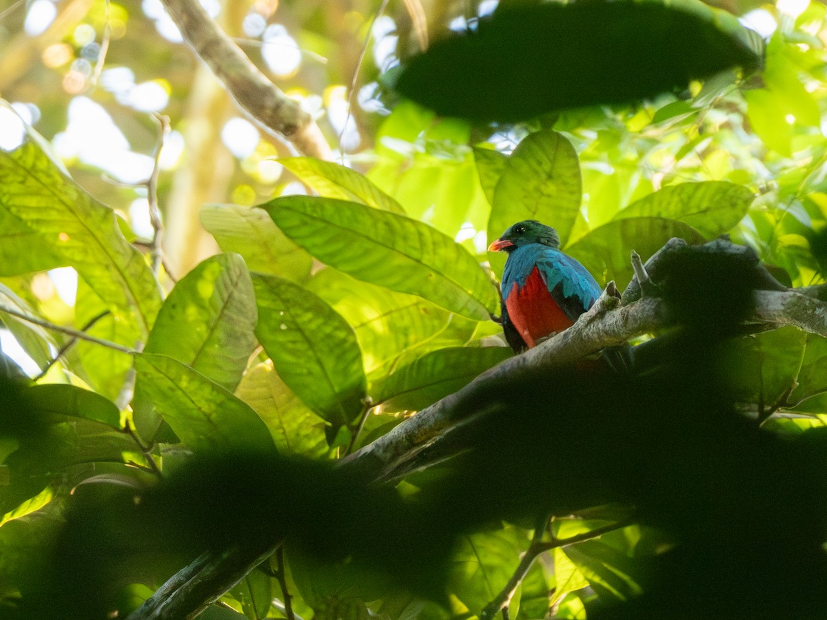 Pavonine Quetzal - ML642803540