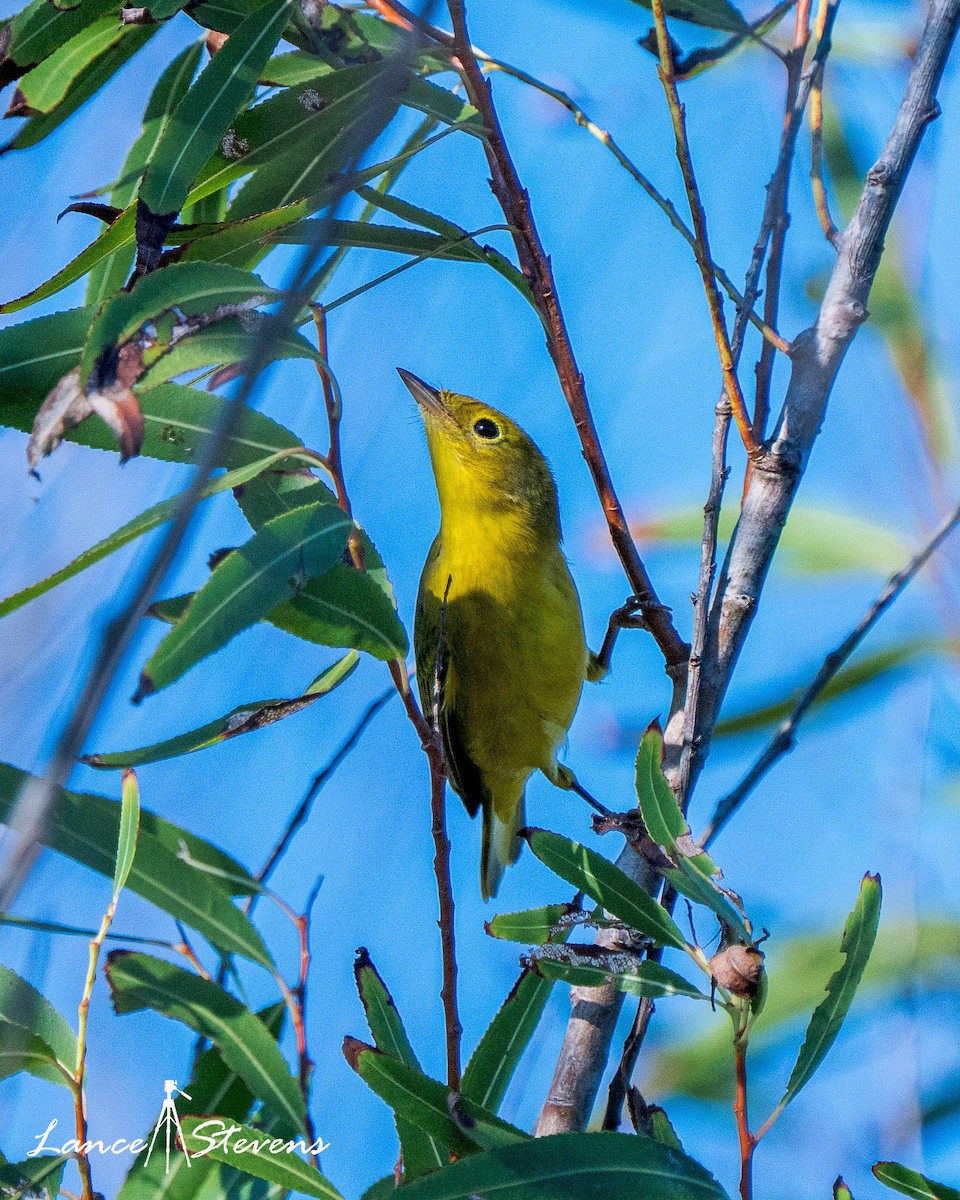 Yellow Warbler - ML642803543