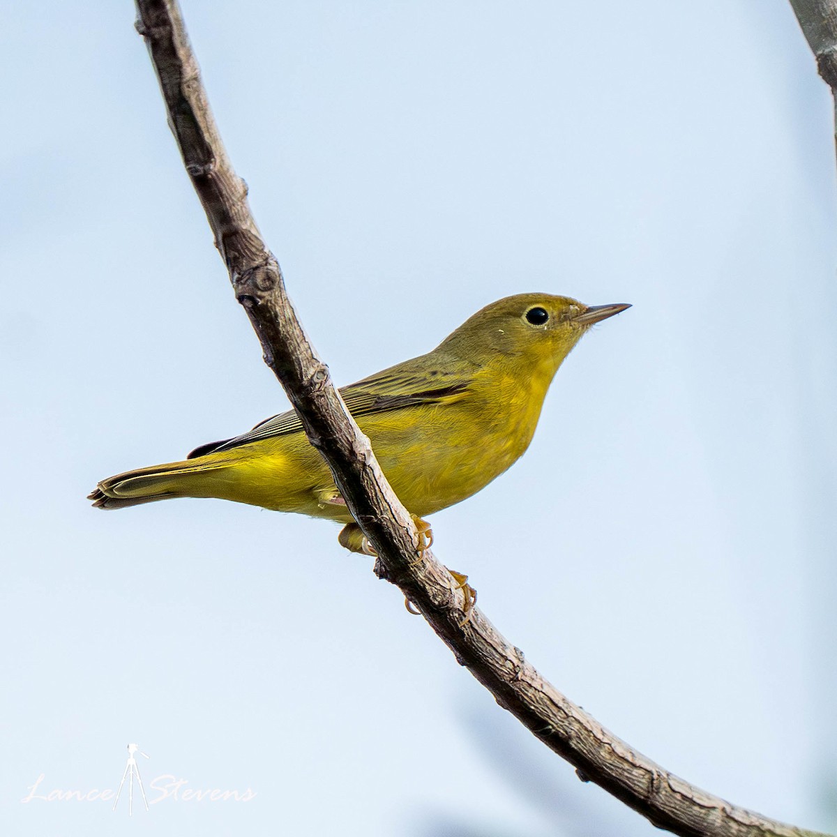 Yellow Warbler - ML642803552