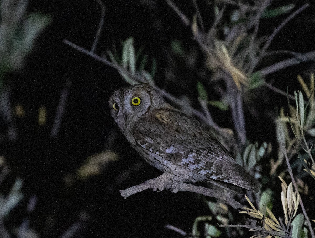 Eurasian Scops-Owl - ML642803554