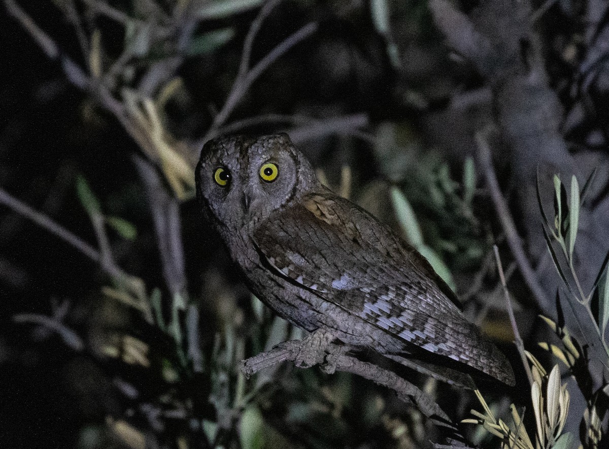 Eurasian Scops-Owl - ML642803557