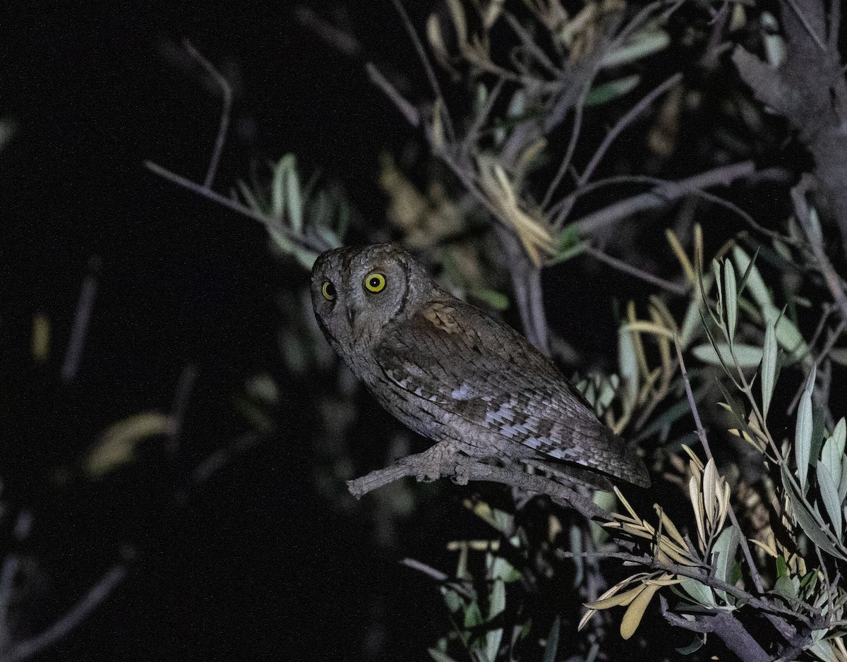 Eurasian Scops-Owl - ML642803559