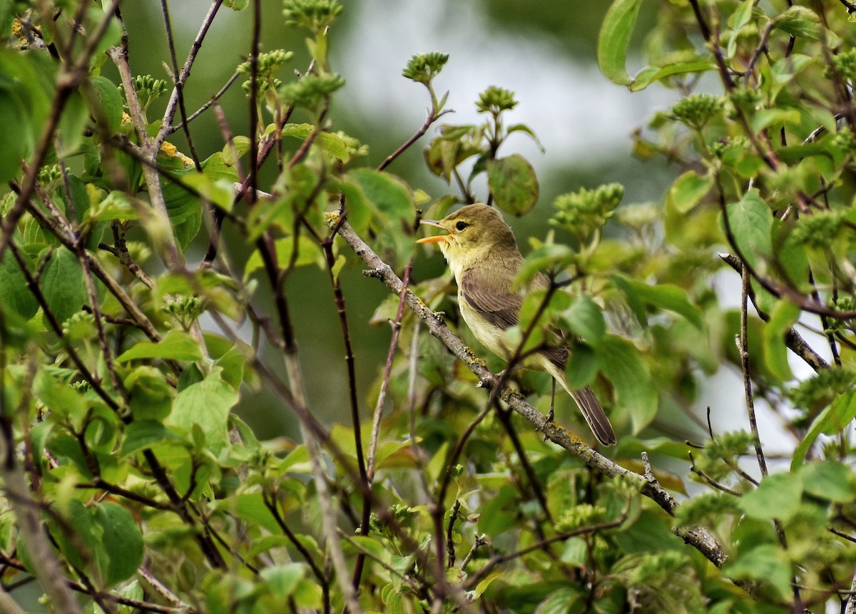 Melodious Warbler - ML642803562