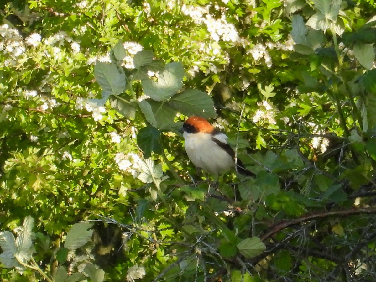 Woodchat Shrike - ML642803564