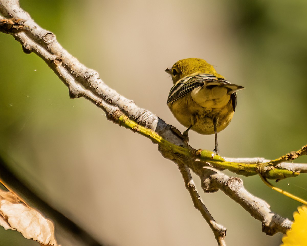 Bay-breasted Warbler - ML642803567