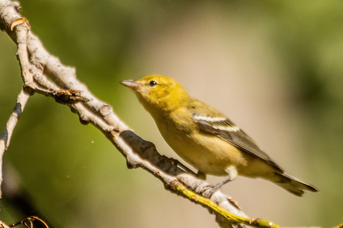 Bay-breasted Warbler - ML642803570
