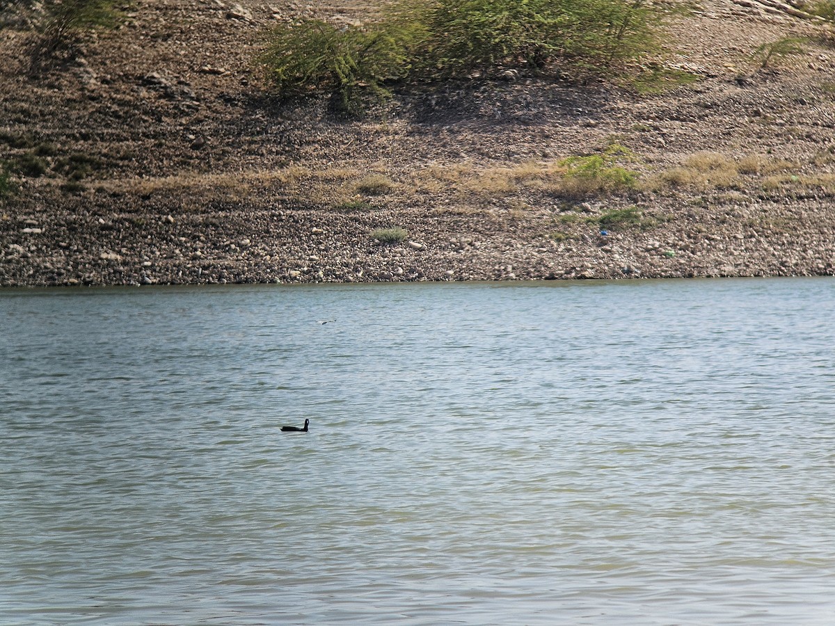 Eurasian Coot - ML642803575