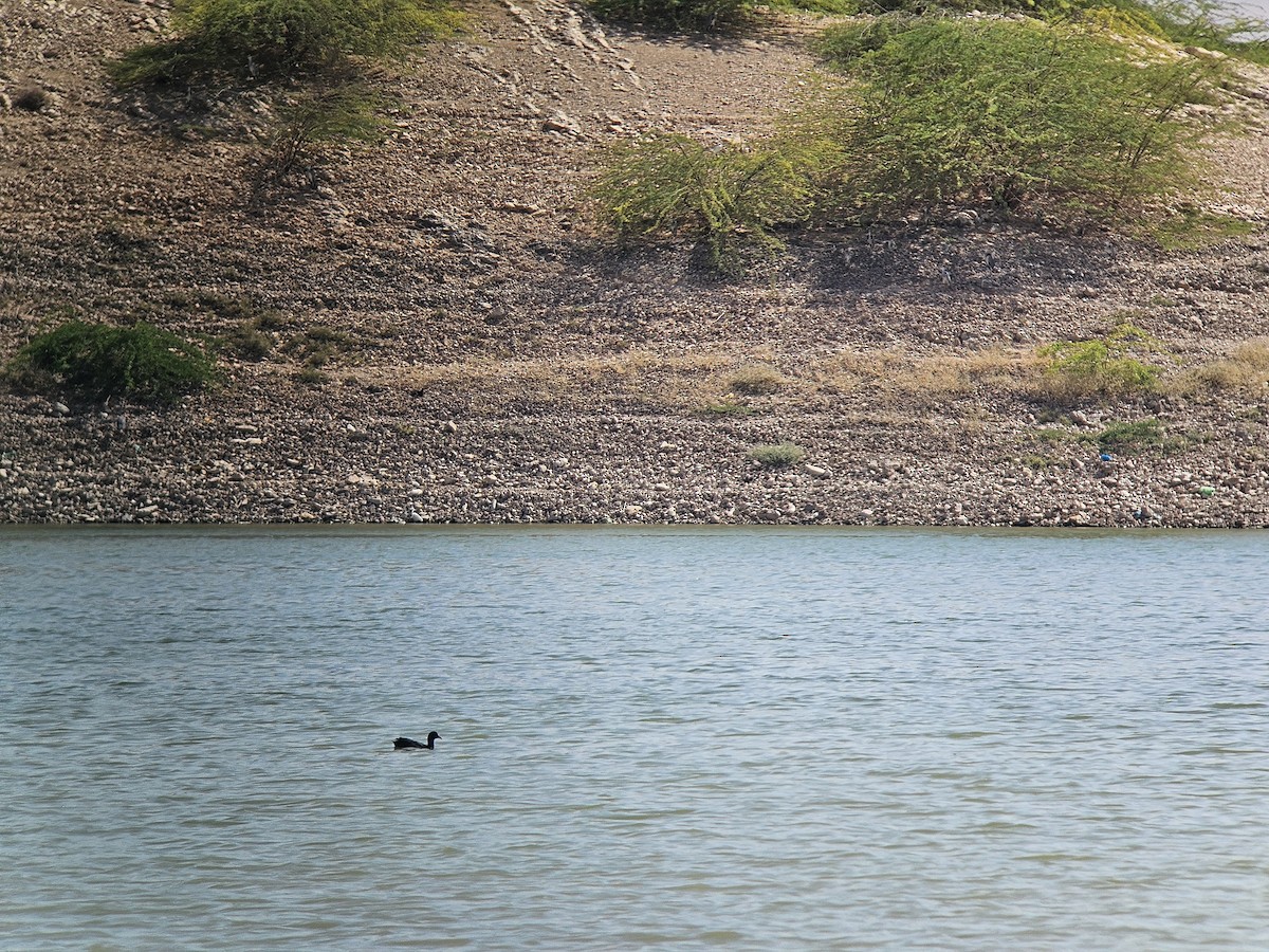 Eurasian Coot - ML642803576