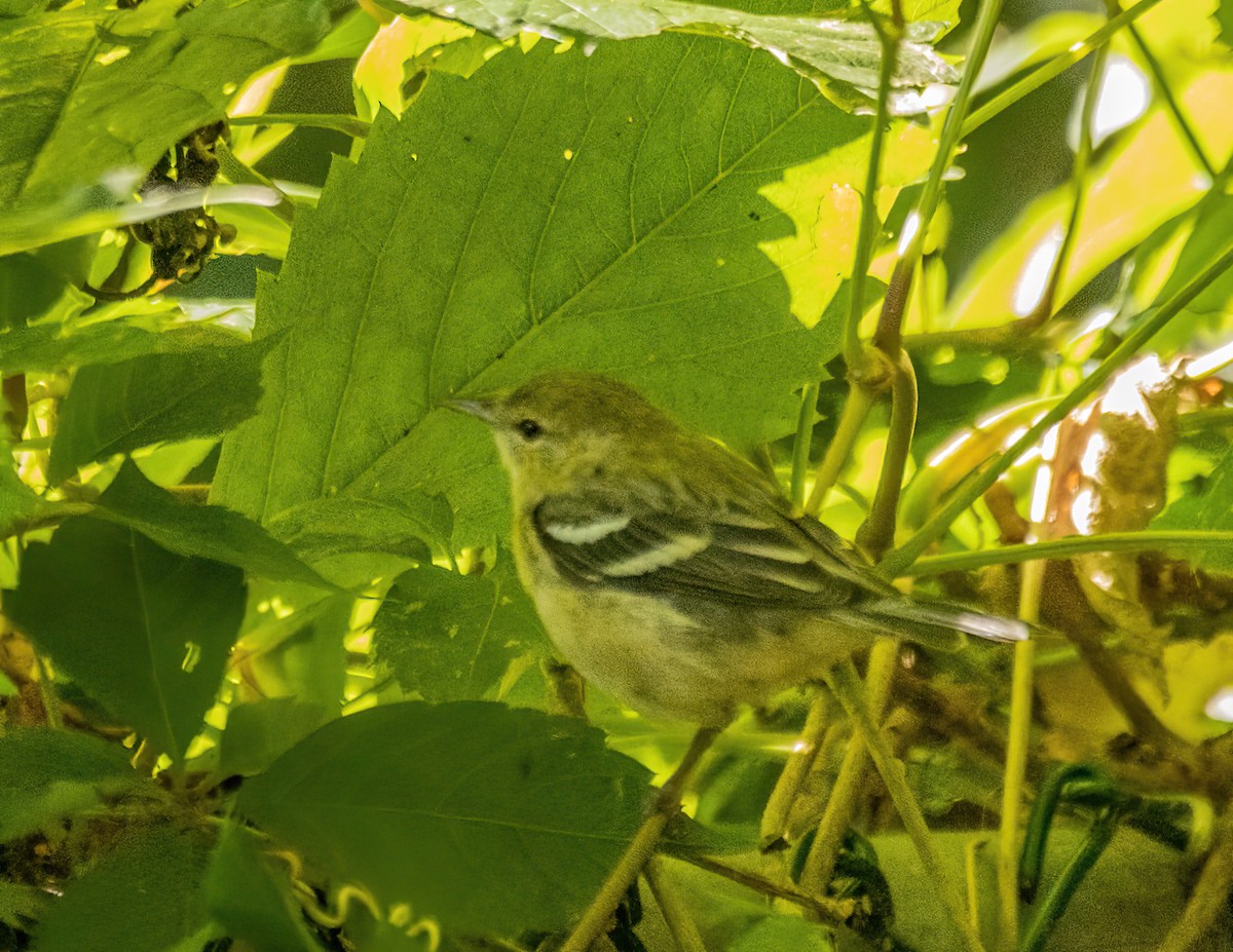 Bay-breasted Warbler - ML642803577