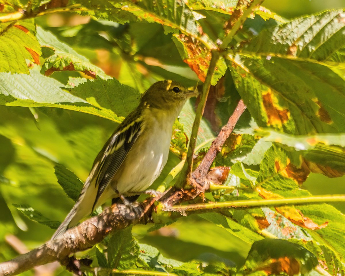Bay-breasted Warbler - ML642803578