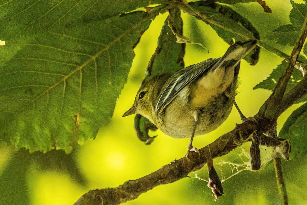 Bay-breasted Warbler - ML642803579