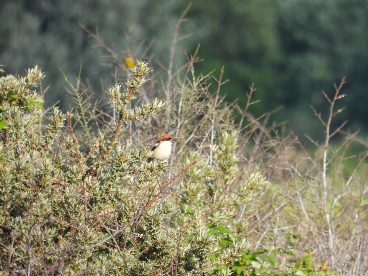 Woodchat Shrike - ML642803580