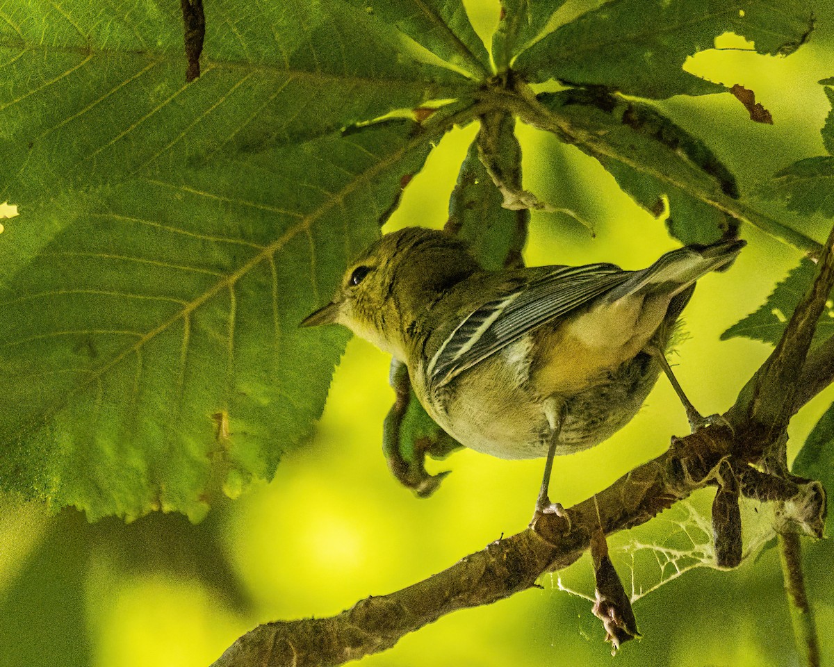 Bay-breasted Warbler - ML642803581