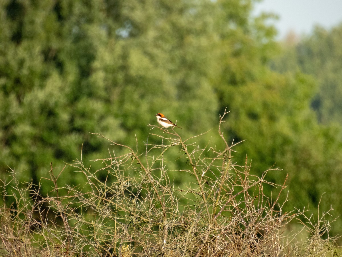Woodchat Shrike - ML642803583
