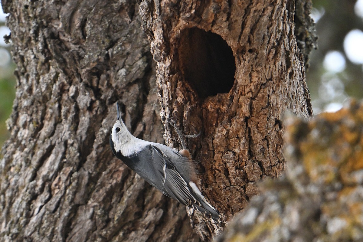 White-breasted Nuthatch - ML642803588