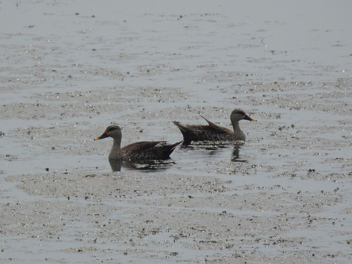 Indian Spot-billed Duck - ML642803589
