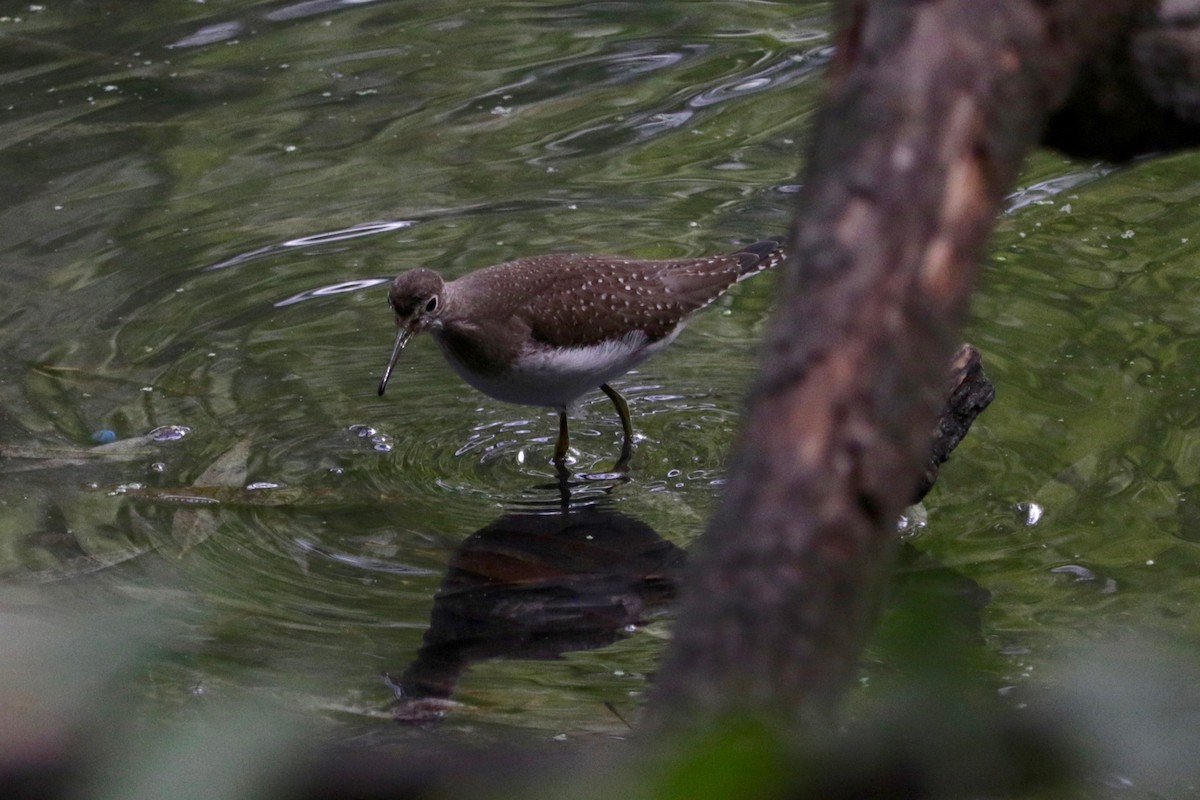 Solitary Sandpiper - ML642803602