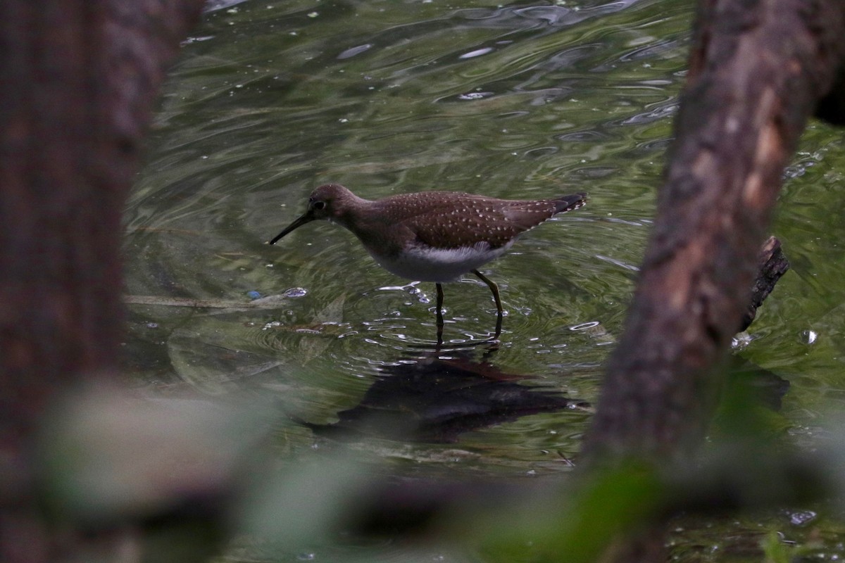 Solitary Sandpiper - ML642803603
