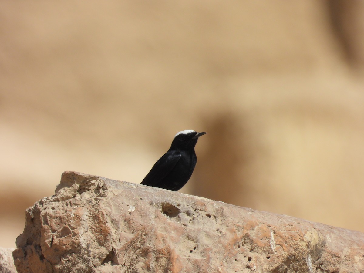 White-crowned Wheatear - ML642803617