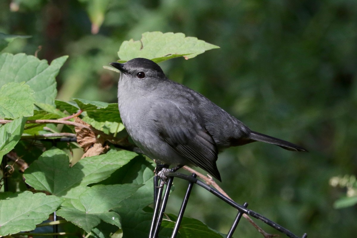 Gray Catbird - ML642803643