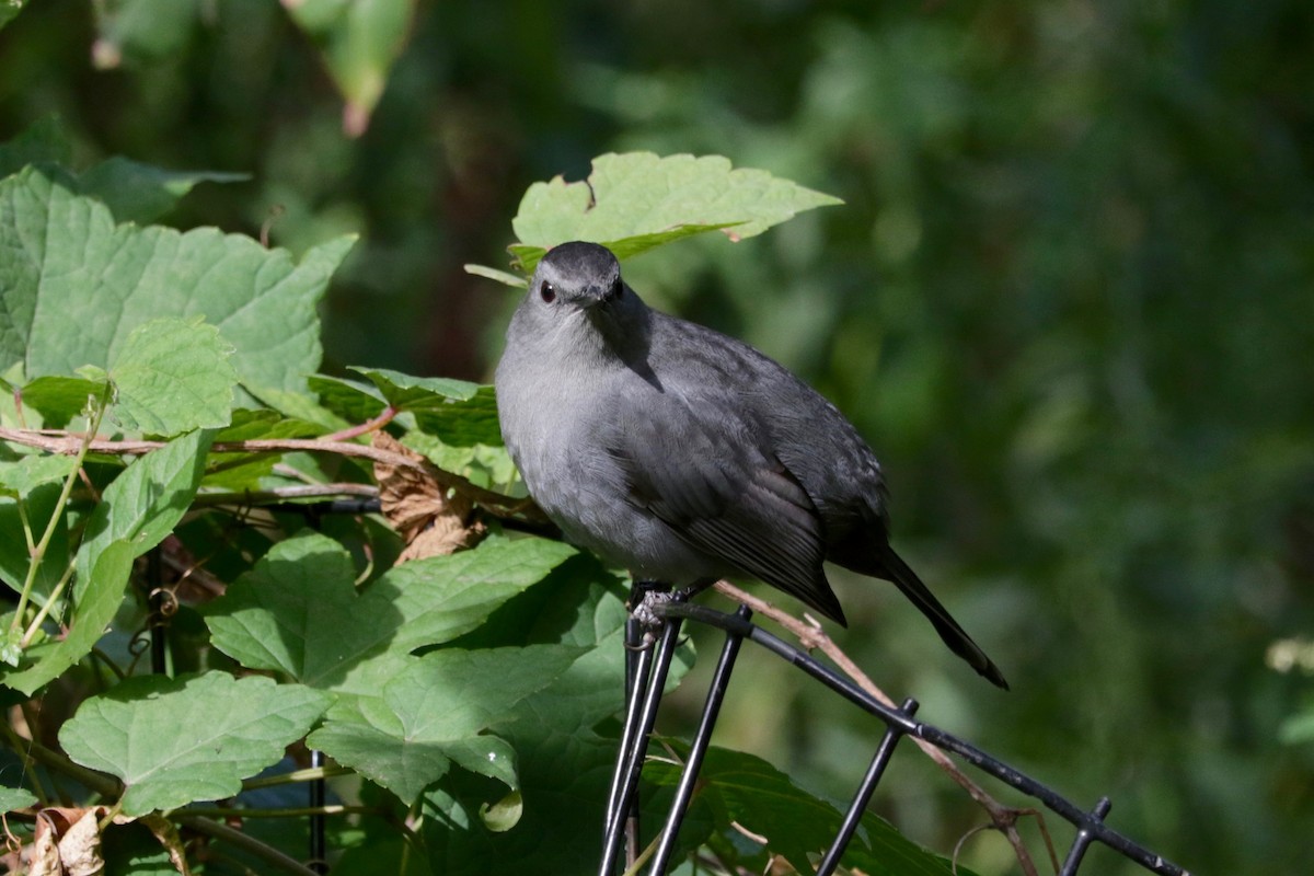 Gray Catbird - ML642803644