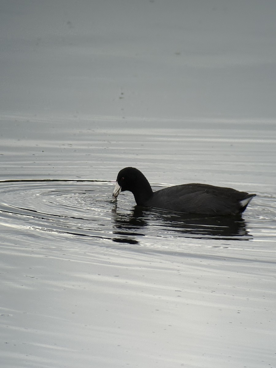 American Coot - ML642803647