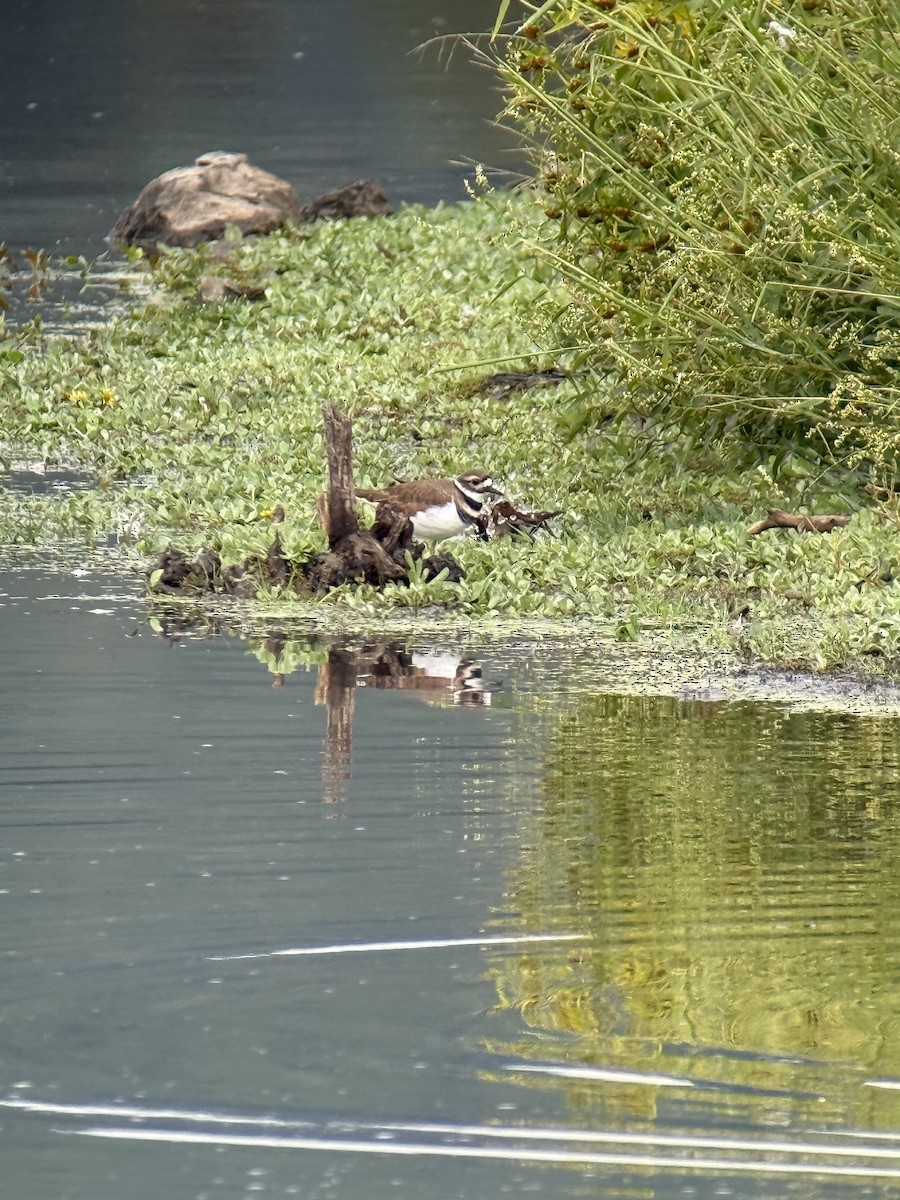 Killdeer - ML642803652