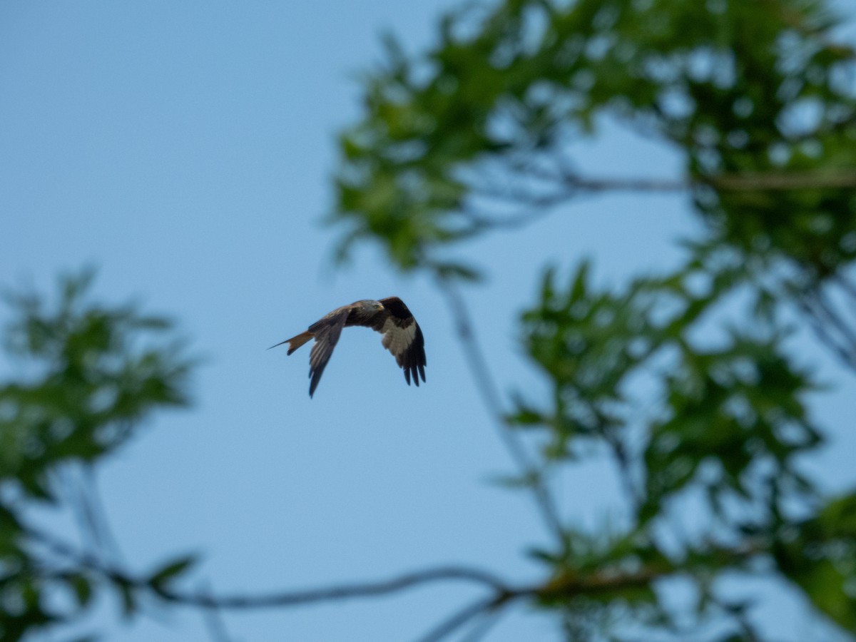 Red Kite - ML642803654