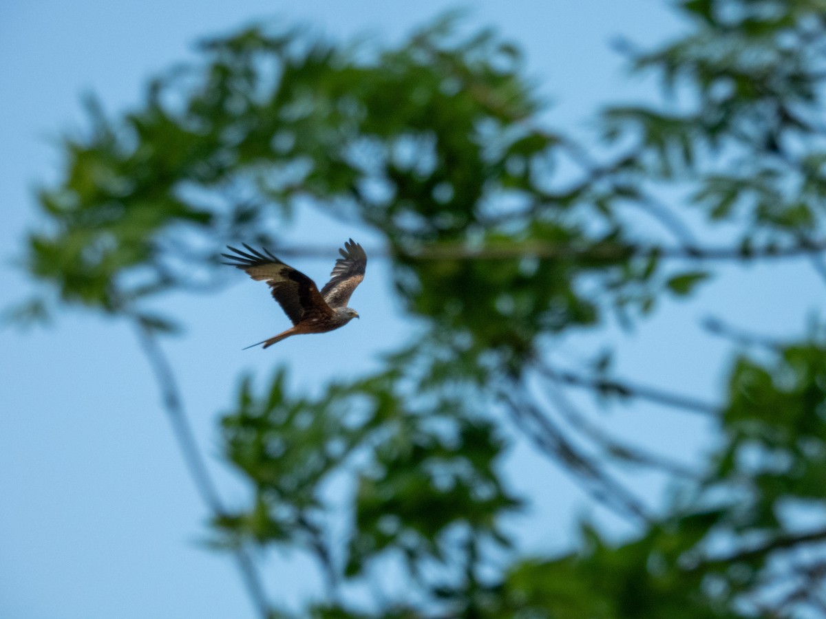 Red Kite - ML642803655