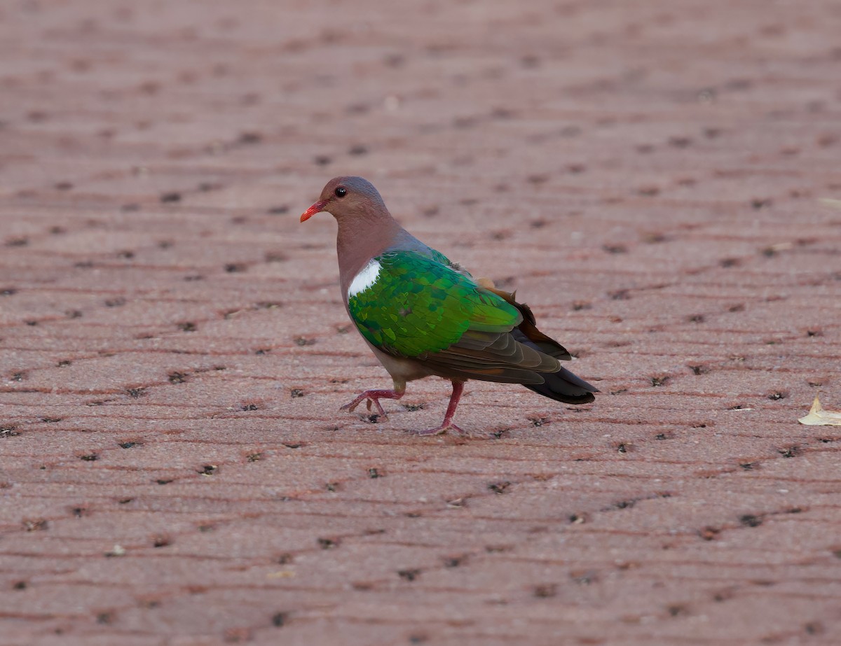 Pacific Emerald Dove - ML642803656