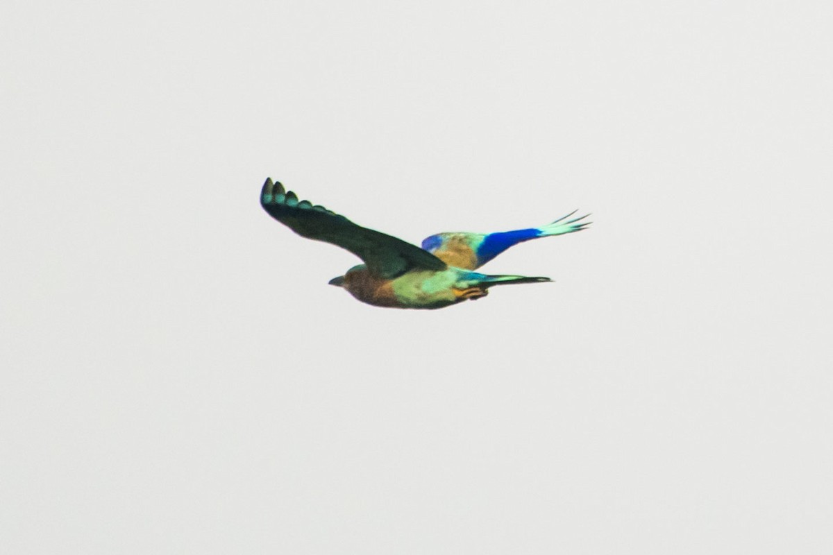 Indian Roller - ML642803659