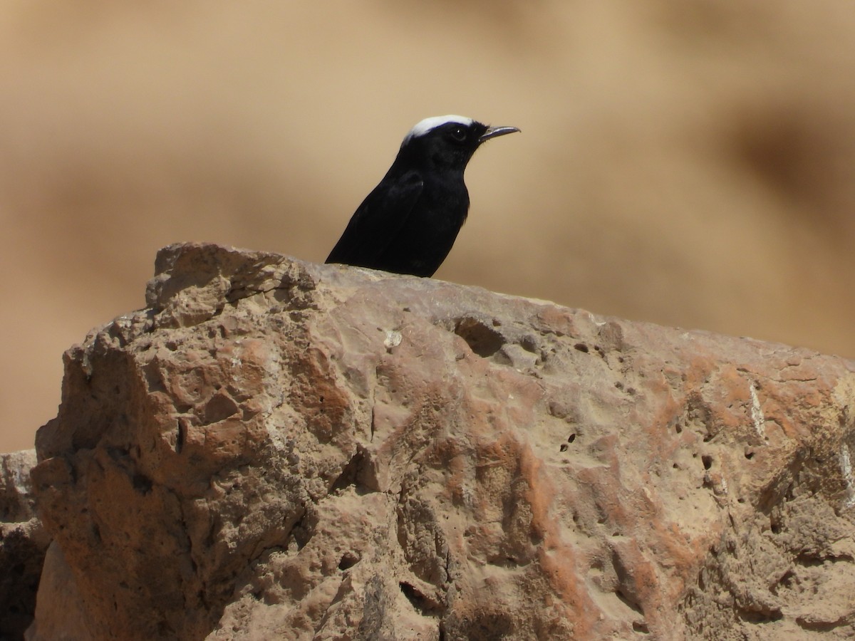 White-crowned Wheatear - ML642803663
