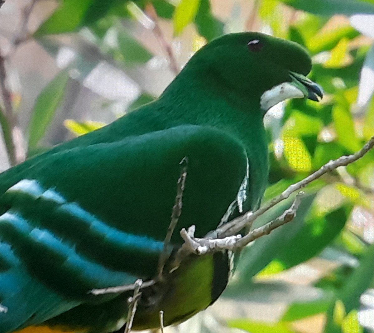 カマバネキヌバト - ML642803664