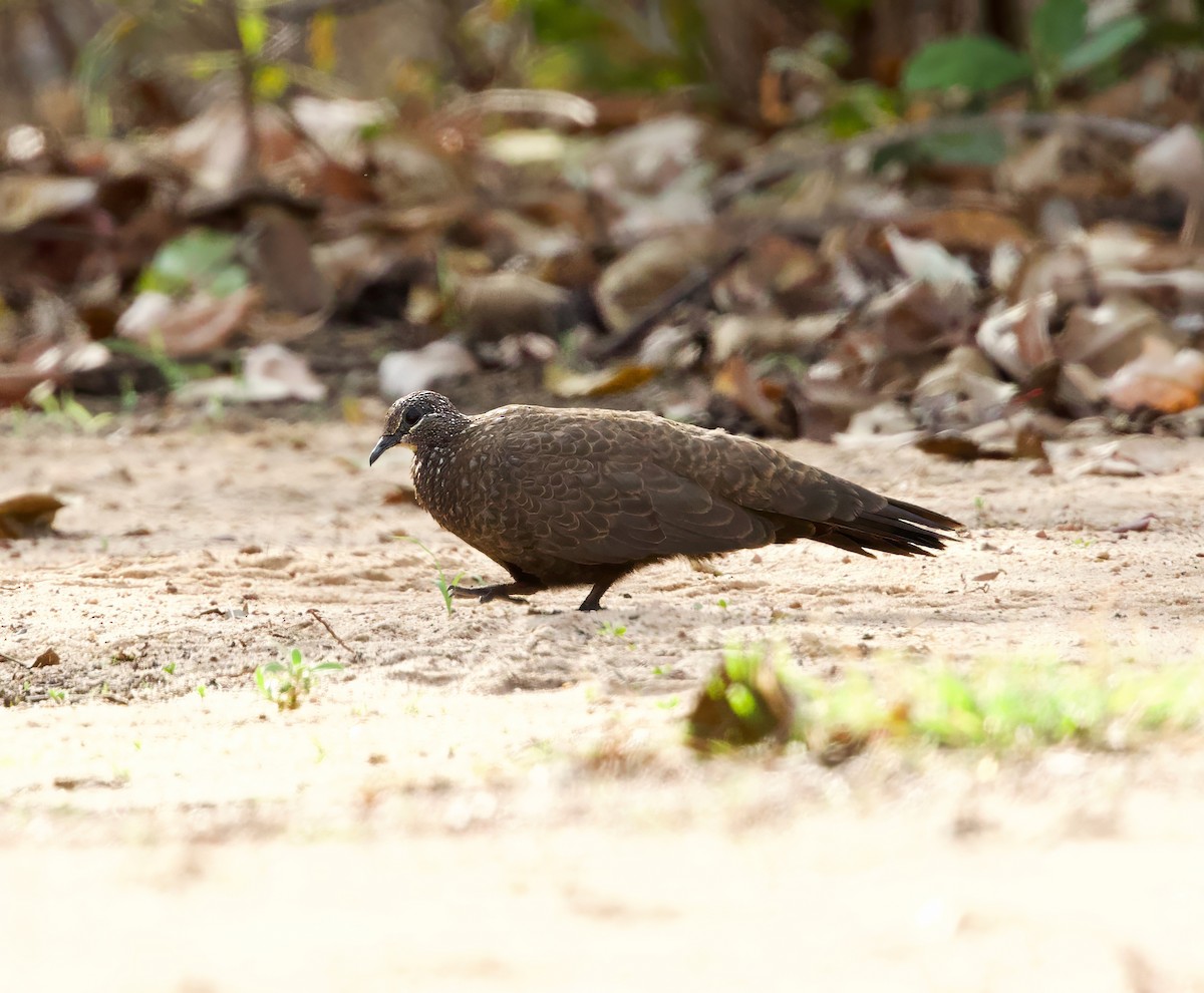 Chestnut-quilled Rock-Pigeon - ML642803669