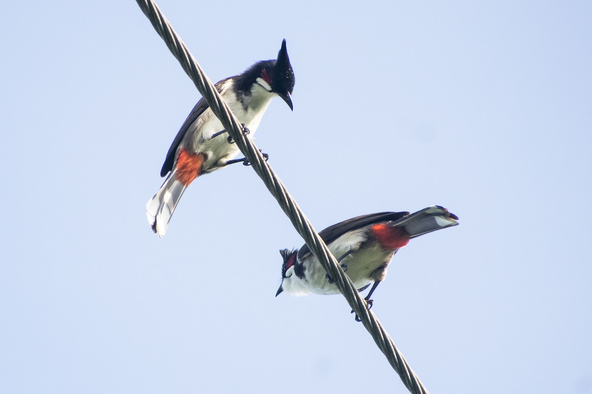 Red-whiskered Bulbul - ML642803684