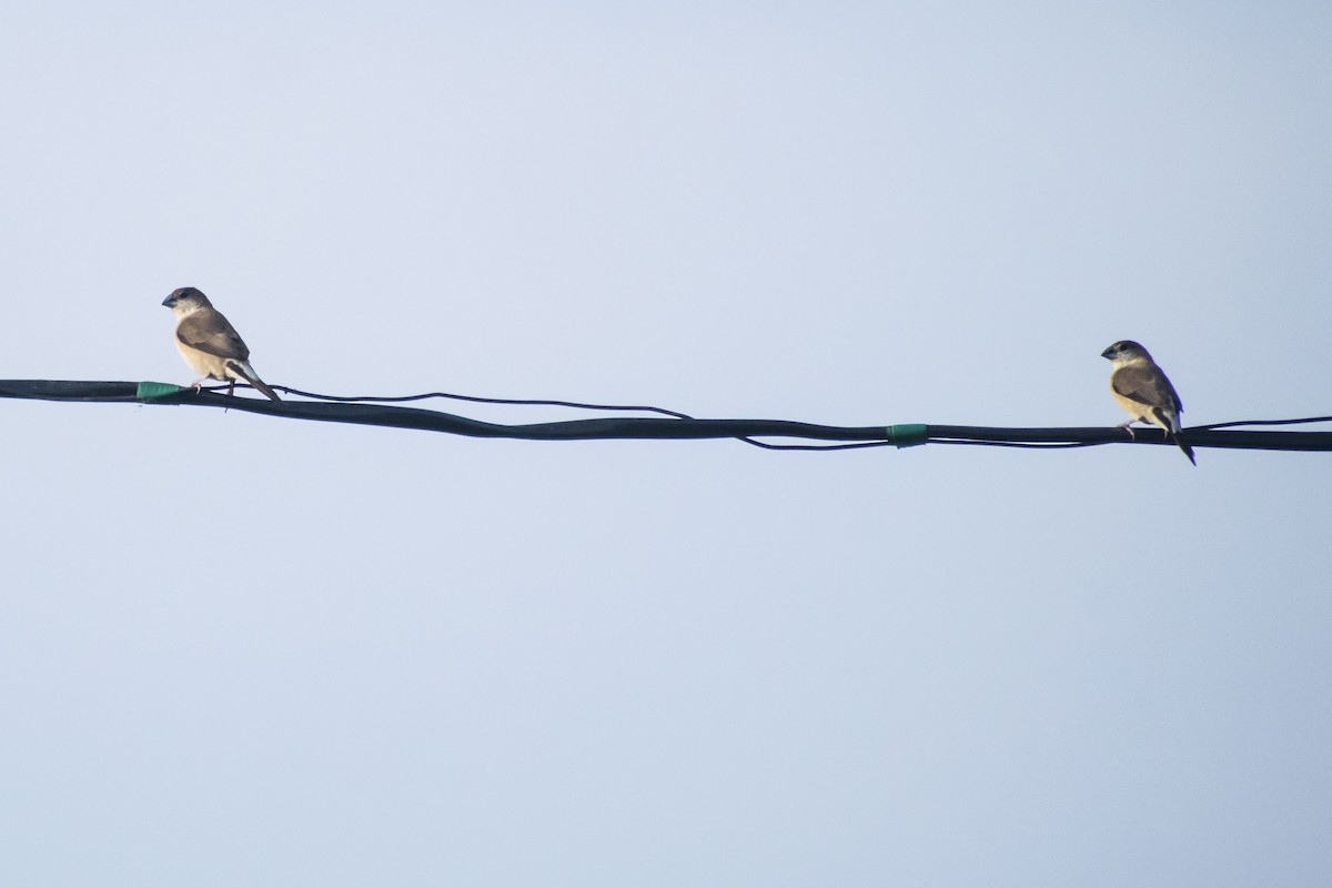 Indian Silverbill - ML642803707