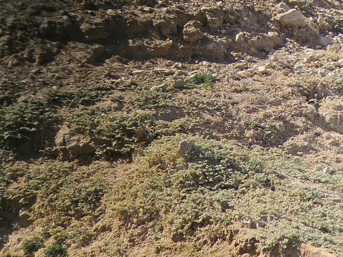 Common Kingfisher - ML642803712