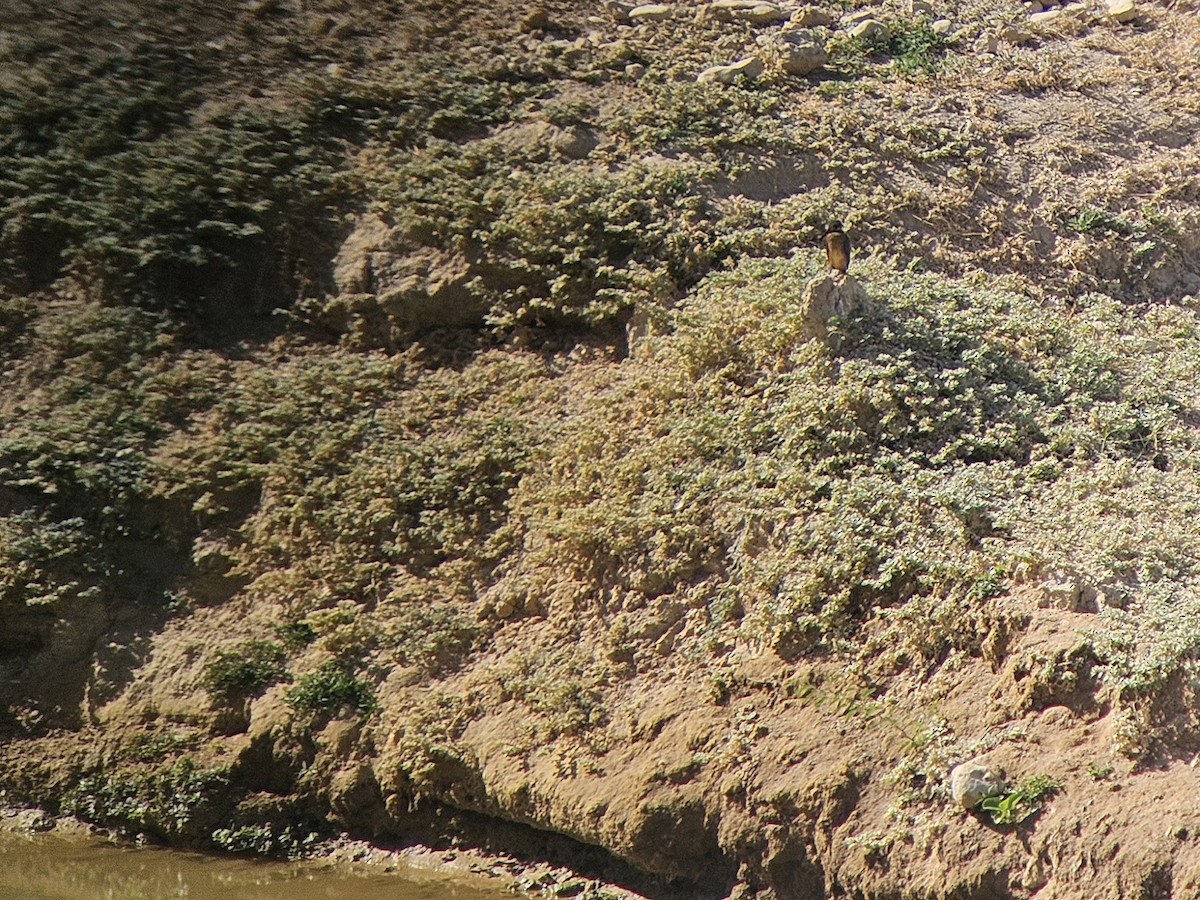 Common Kingfisher - ML642803713