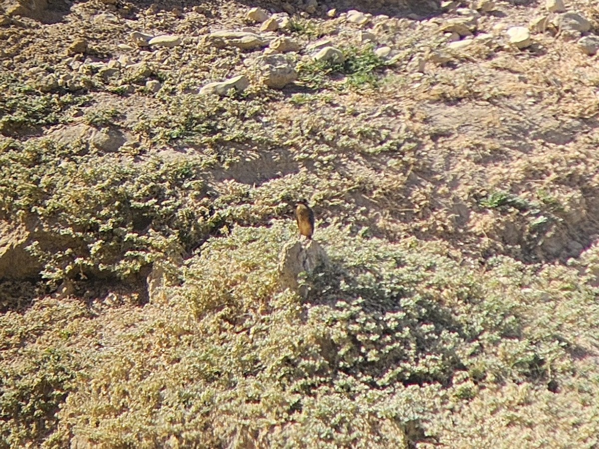 Common Kingfisher - ML642803714