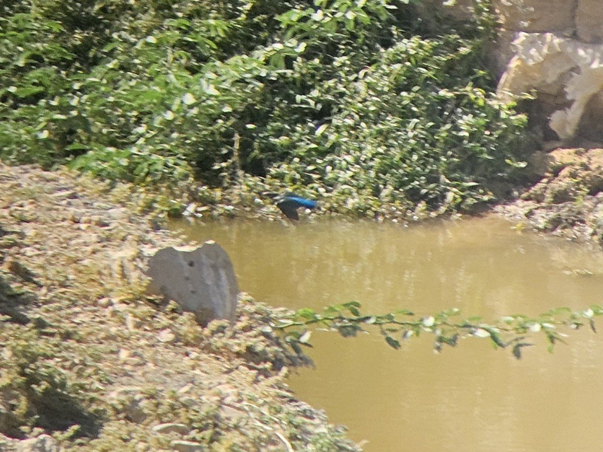 Common Kingfisher - ML642803716