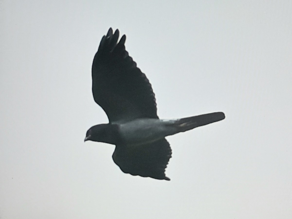 New Caledonian Goshawk - ML642803717