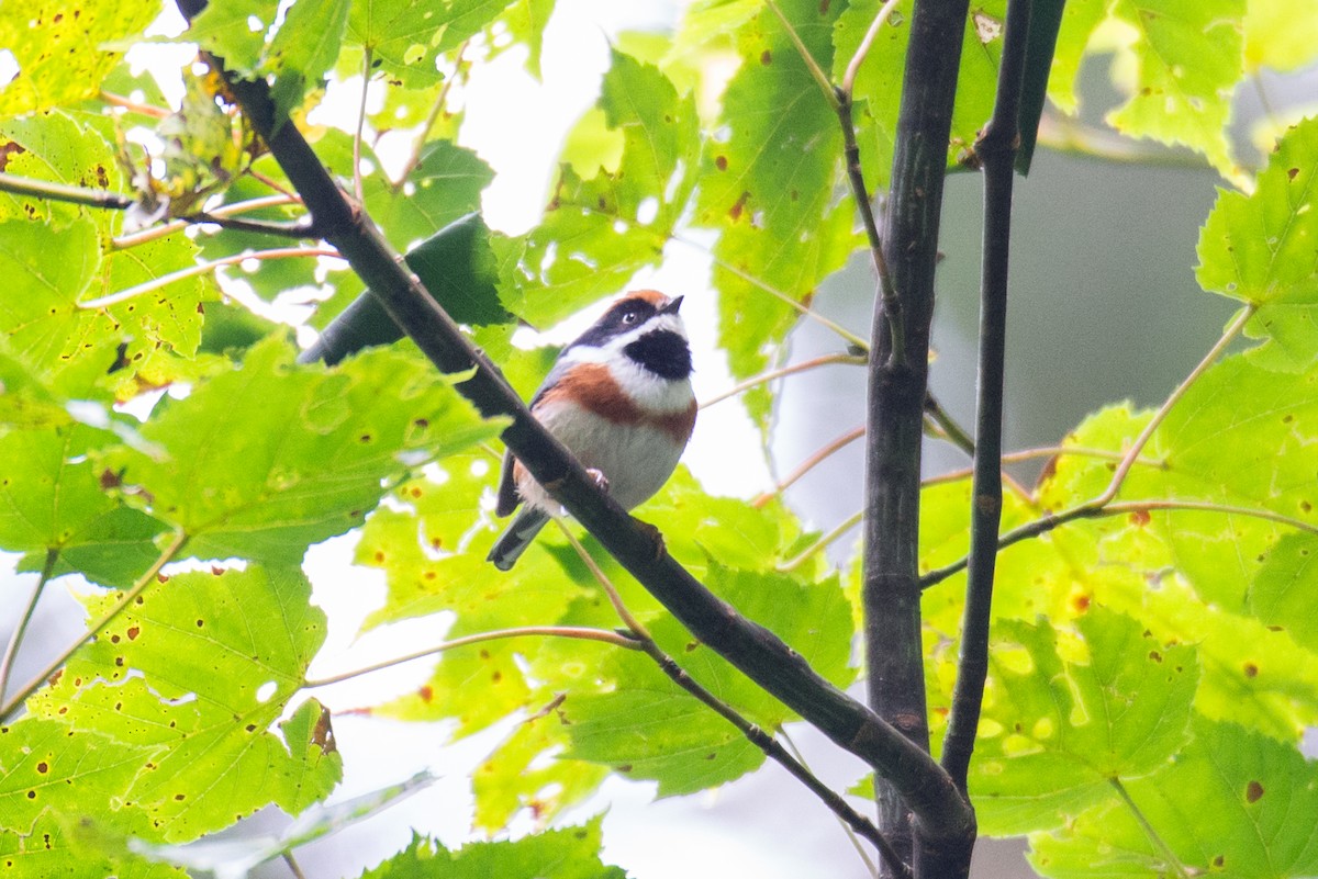 Black-throated Tit - Toni Pons