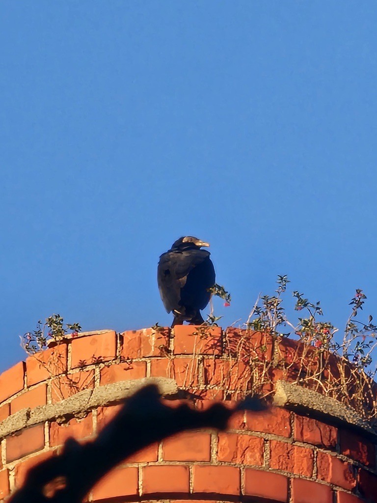 Black Vulture - ML642803725