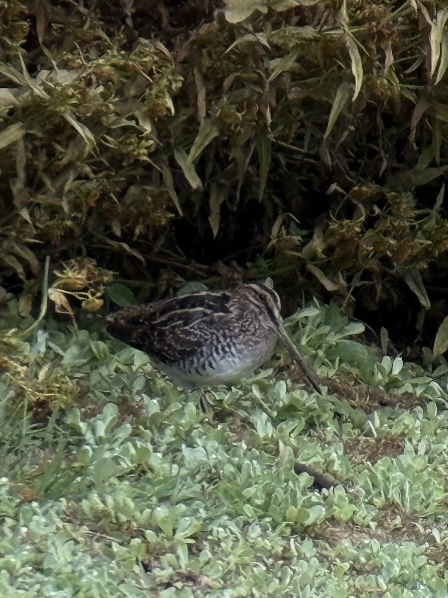 Wilson's Snipe - ML642803727