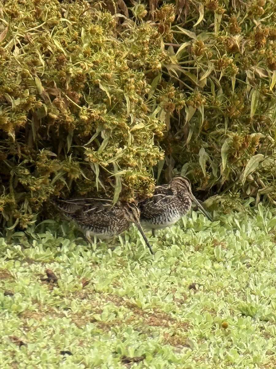 Wilson's Snipe - ML642803728