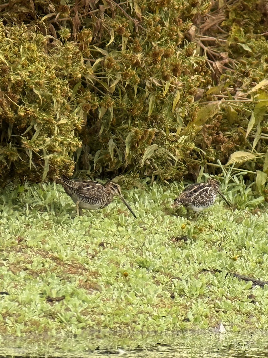 Wilson's Snipe - ML642803729