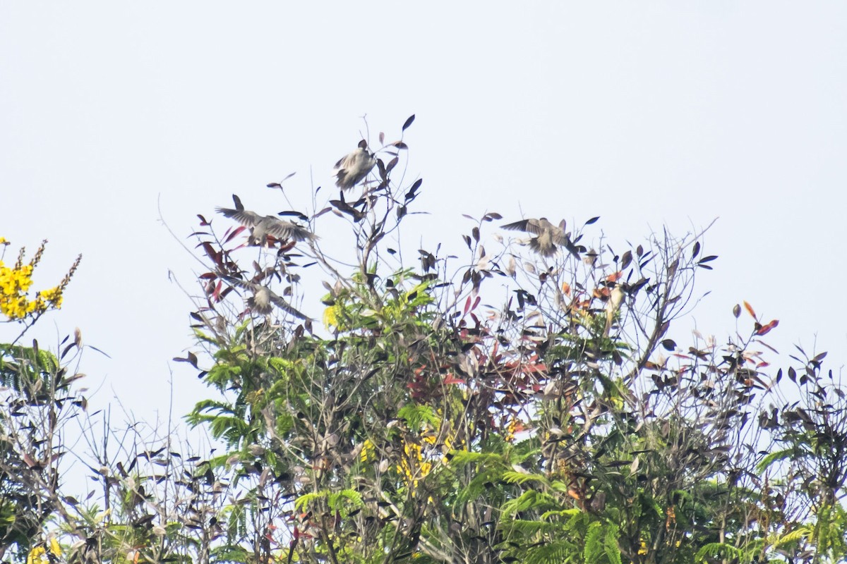 Brahminy Starling - ML642803734